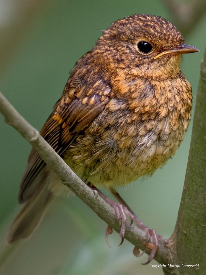 Roodborst juveniel 18 juli 2026 Tuinen van West