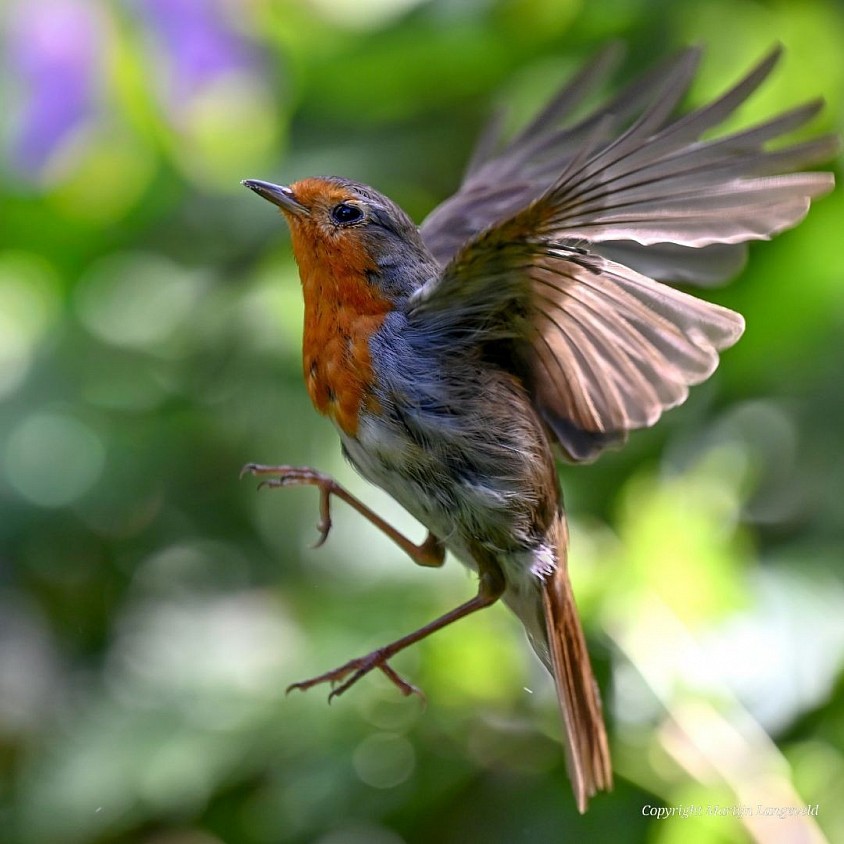 Roodborst 'Robin' 21 juli 2026 Tuinen van West